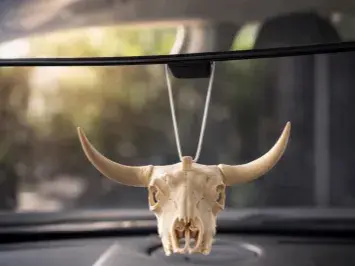 Bull skull with hole for hanging