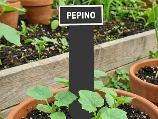 Cartel planta pepino