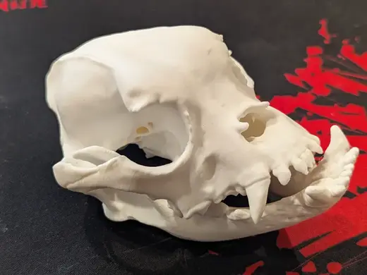 English Bulldog Skull