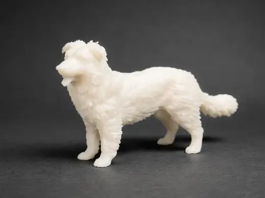 Pyrenean Shepherd - Animal - Dog