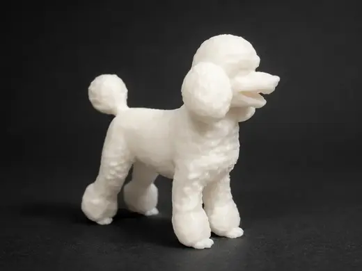 Miniature Poodle - Dog - Animal