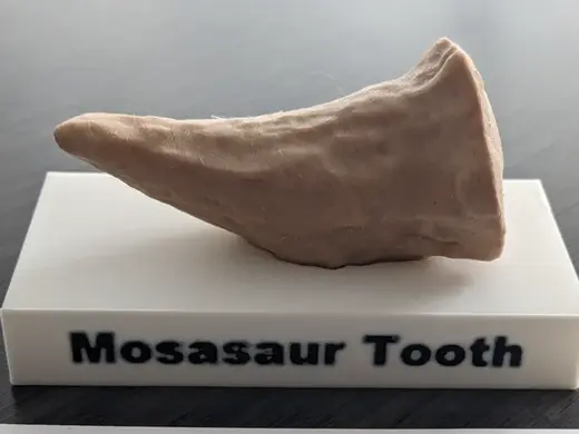 Mosasaur Tooth Replica + Display Stand