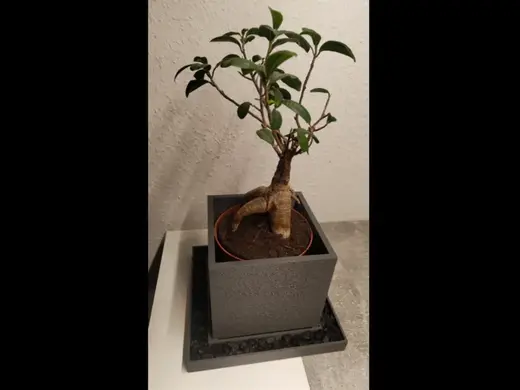 Blumentopf - Plantpot Viereckig mit Untersetzer