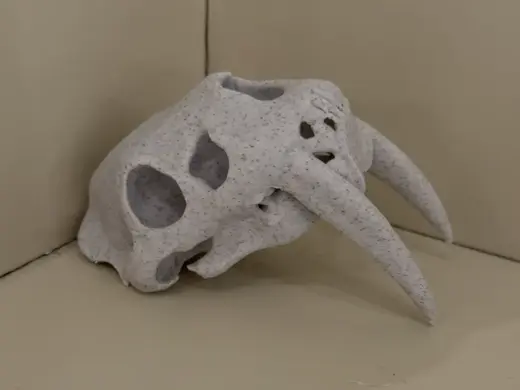 Saber tooth Skull