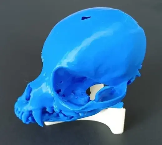 Dog skull (Chihuahua) from scan