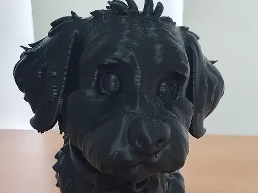 Labradoodle Cute Dog model