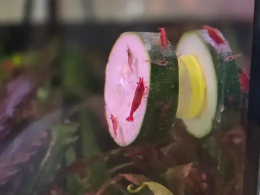 Vegetable holder for aquarium