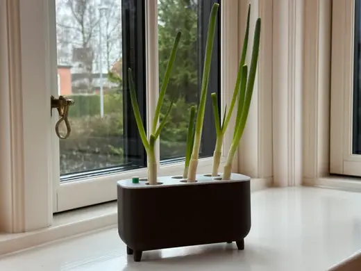 Spring Onion ReGrow Planter