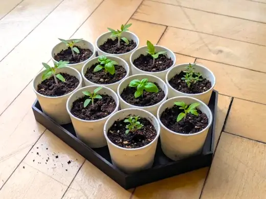 Self-watering Seed Starter filament efficient
