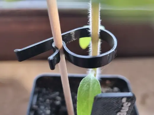 Plant clip for young plants for 3mm bamboo skewer
