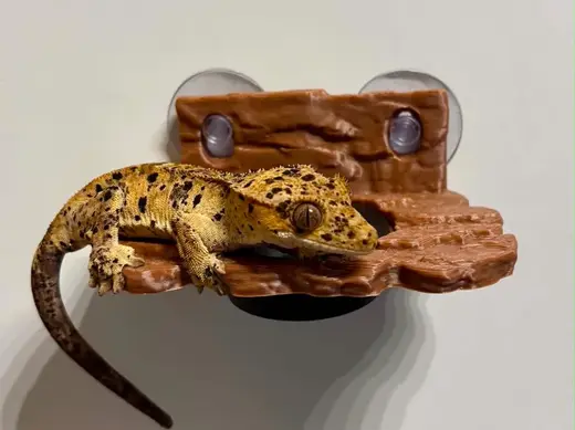 Gecko / Reptile feeding bowl, dish, ledge, holder