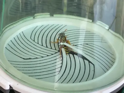 The Catch Lid: Capture and explore insects