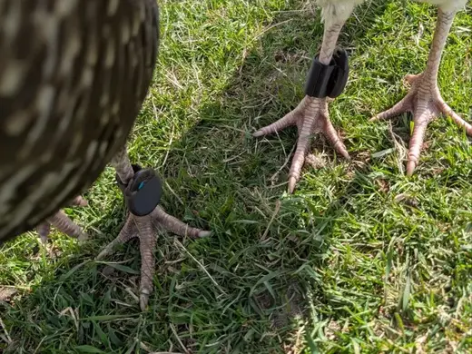 Turkey Tracker Leg Band