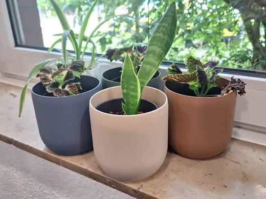 Plant Pot