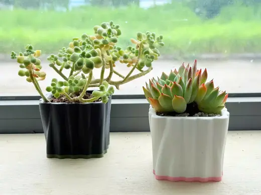 Square Wave Planter