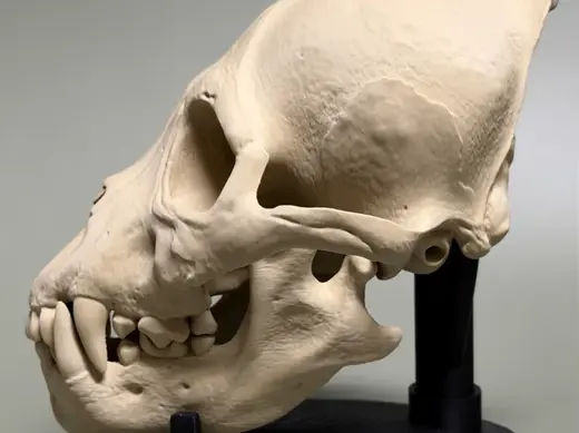 Hyperrealistic Werewolf Skull v2025