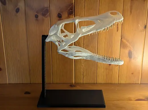 Velociraptor skull with display stand