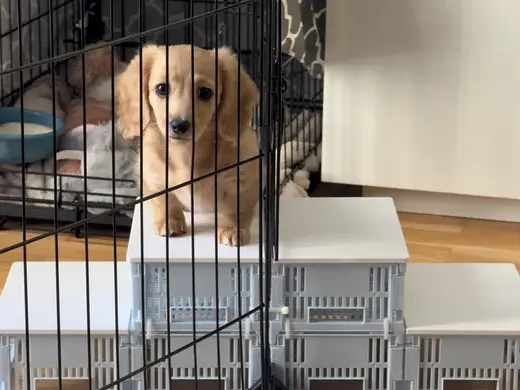 Lid/topper to use crates as puppy steps