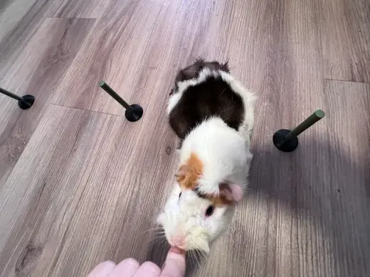 Slalom Agility Guinea pig Meerschweinchen