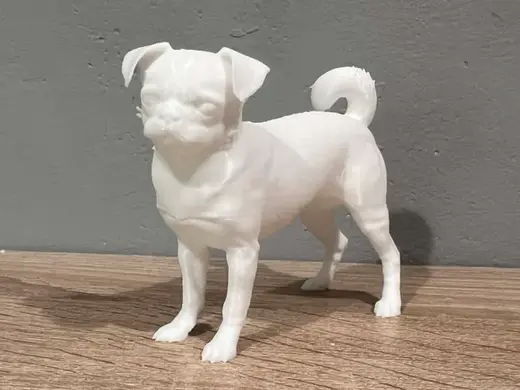 Petit Brabancon / Smooth-haired - Dog - Animal