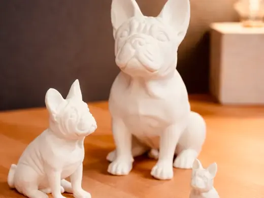 Französische Bulldogge / French Bulldog sitzend