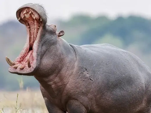 Realistic Open‑Mouth Hippopotamus 3D Model