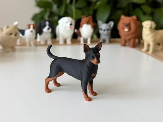 Miniature Pisncher