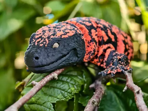 Realistic Articulated Gila Monster