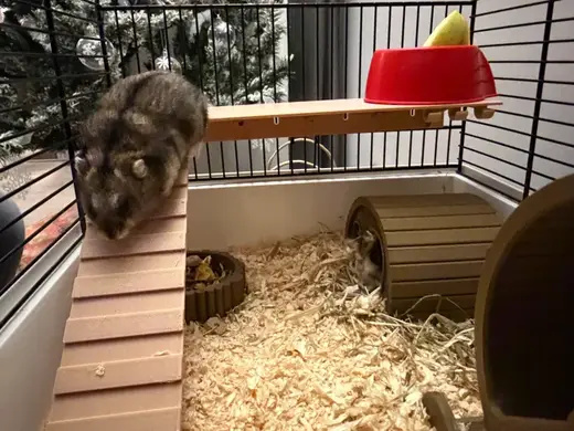 Suspended Platform for Rodent and Hamster 10x25 cm