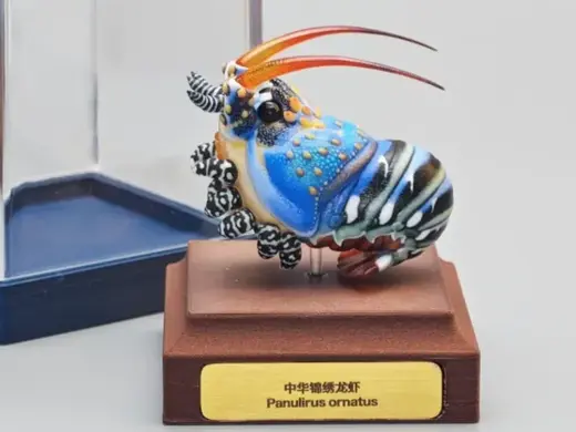 中华锦绣龙虾标本