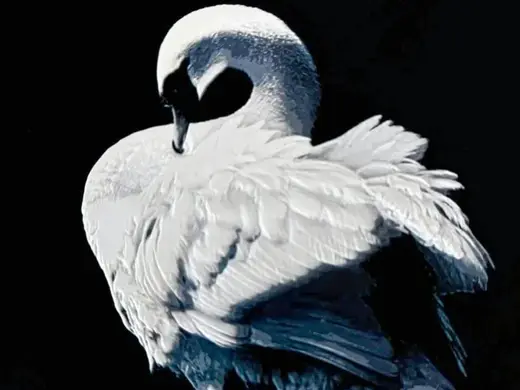 Swan | HueForge Style | Chroma Canvas
