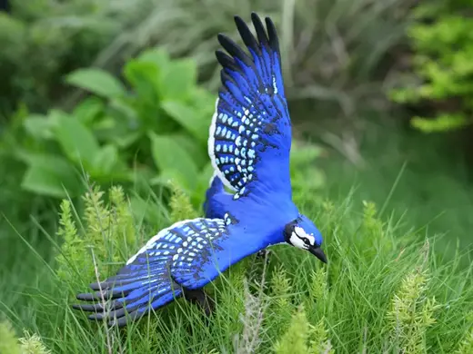 Blue Jay in Flight – Realistic Specimen