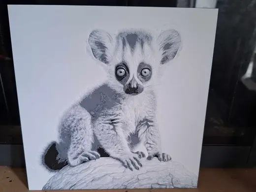 Black and white - infant lemur - 2 colours