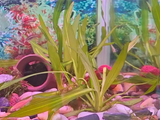 溪流缸专用水草盆