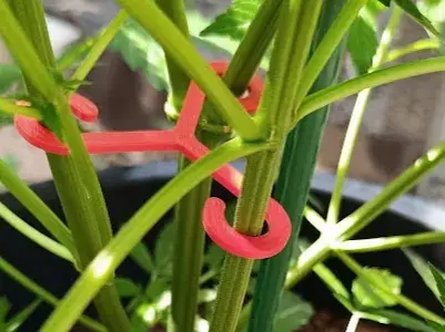 Set of plant clamps