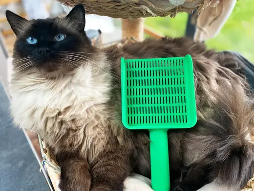 Cat Litter Scoop Set x 3 (3 Hole Sizes)