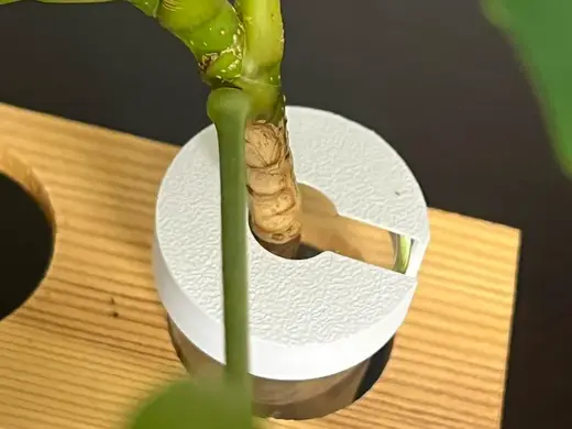 Plant propagation holder