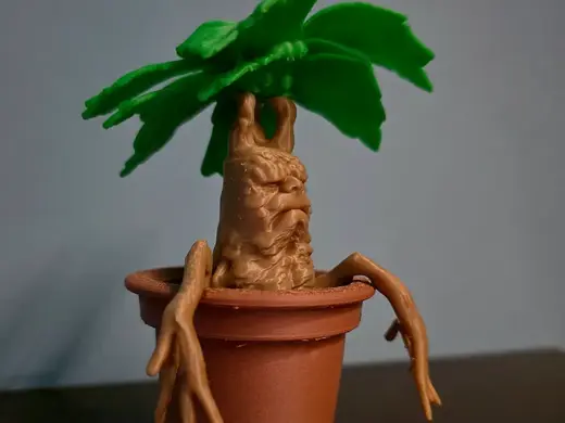 Mandrake Potting No ams