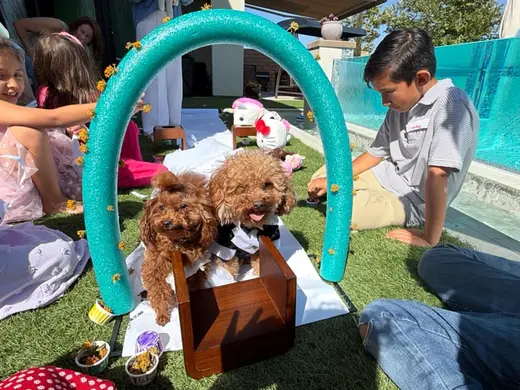 Pool Noodle Hoop Stand Arch for Pet Dog wedding