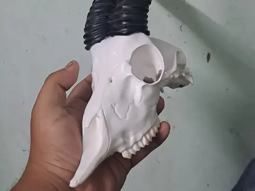 Springbok Skull