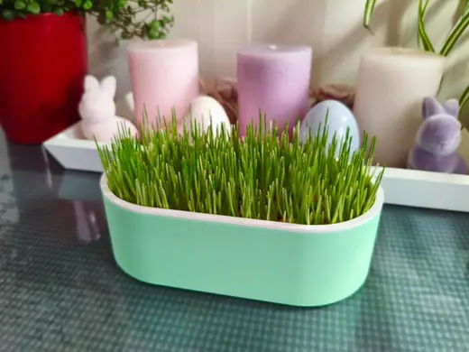 Katzengras Topf Aufzuchtsbehälter