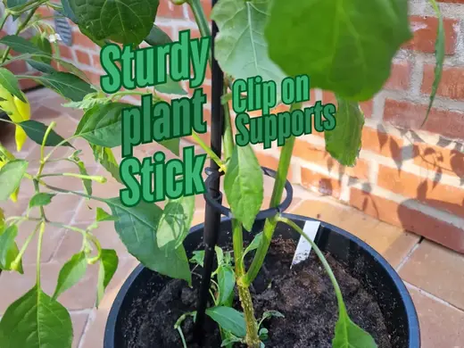 Sturdy plant stick with click on support