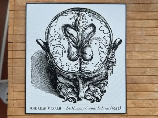 A. Vesalius - De Humanis Corpus Fabrica (1543)