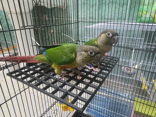 鸟站网