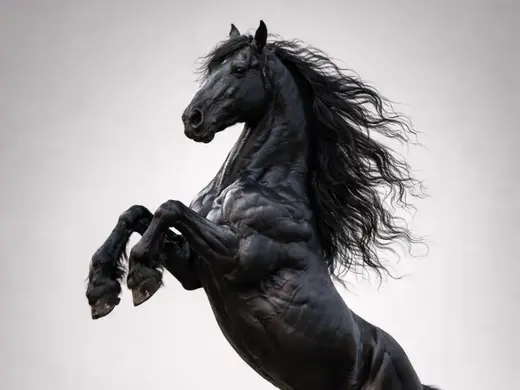 Caballo - Pura Sangre – eternidad en cada galope