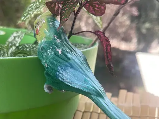 Coctailbird