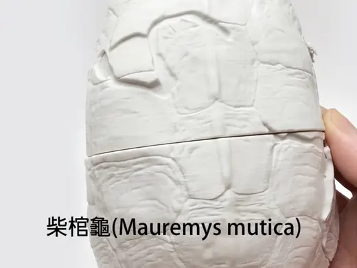 【柴棺龜 黃喉擬水龜 3D模型 路殺版本】