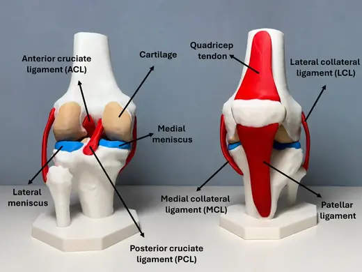 High-Precision Anatomical Knee Joint (CT scan)