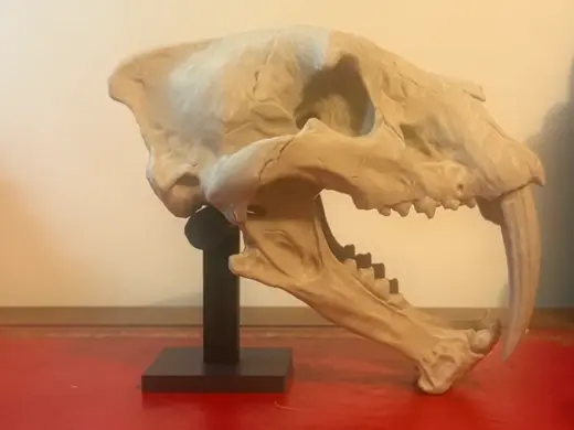 Sabertooth Tiger Skull Display Stand (Smilodon)