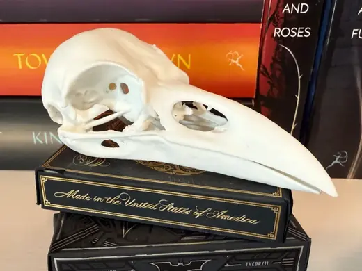 Raven Skull - v3 - CT scan - High Detail Print